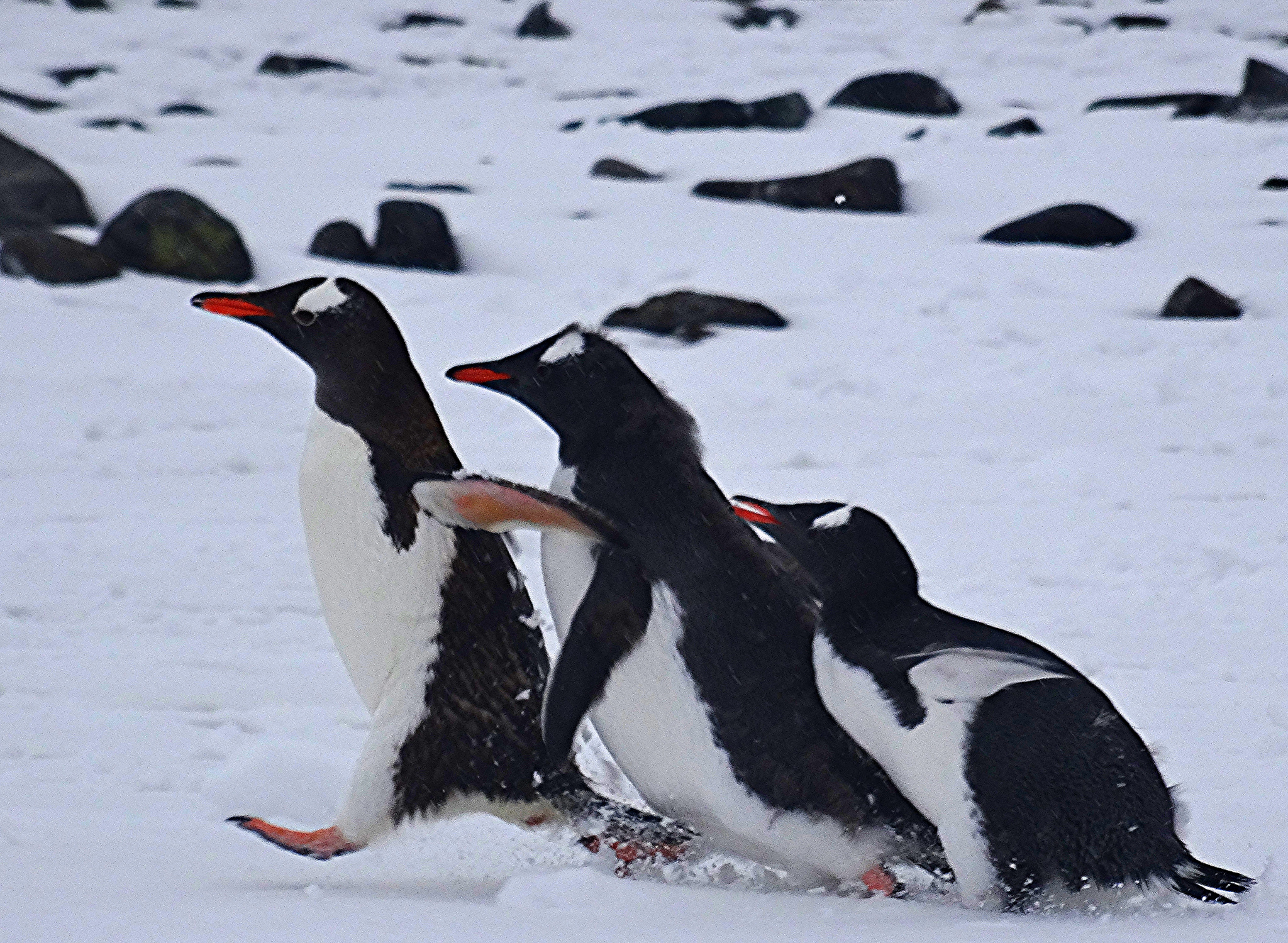 Gentoo penguins rushing in the snow