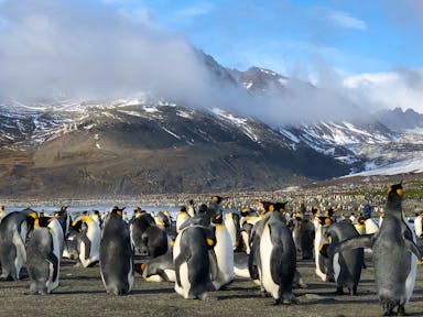 南乔治亚王企鹅 - 南极洲旅行费用