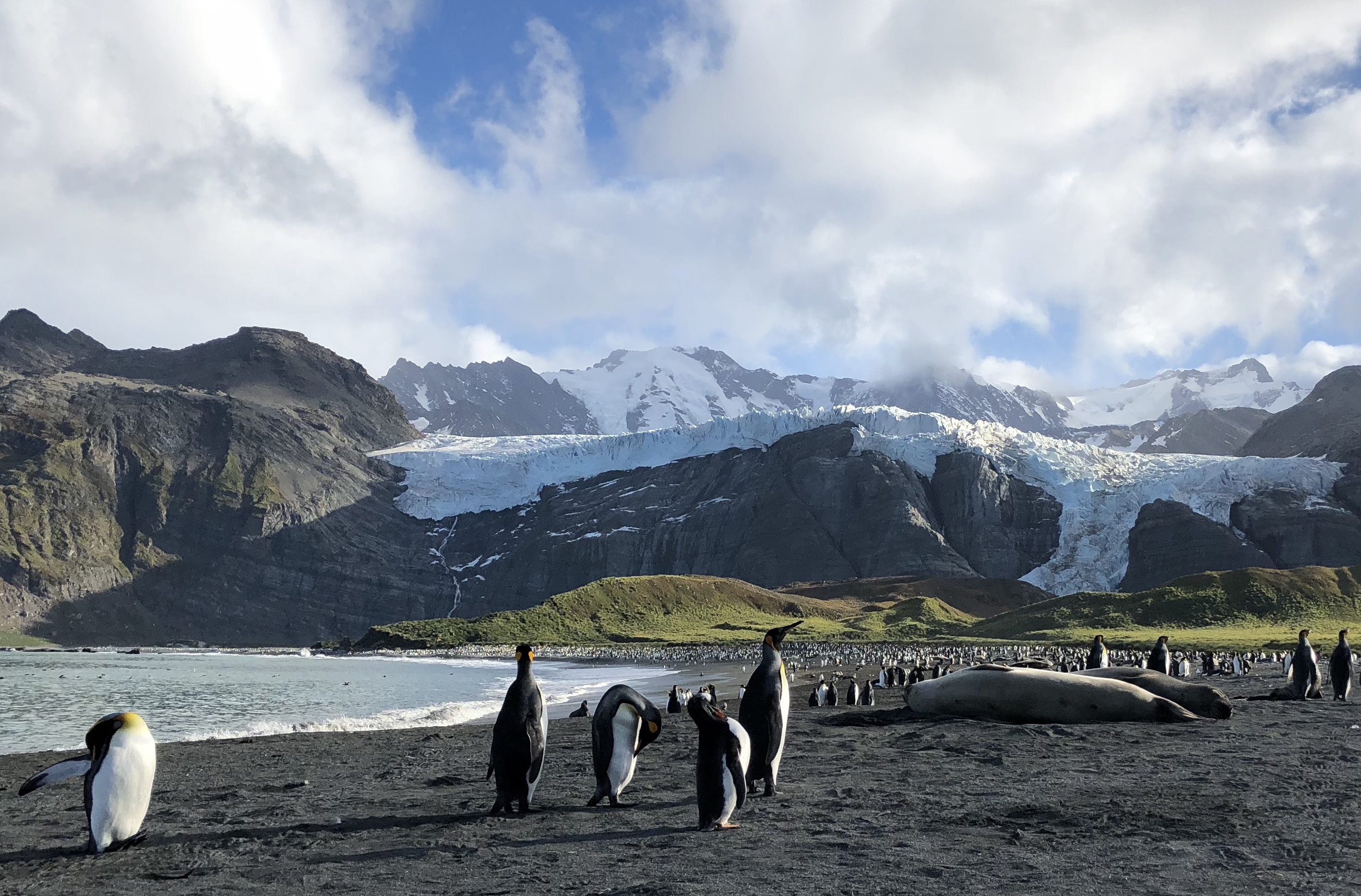 South Georgia South Sandwich Islands Cruises Swoop Antarctica   27621452948 0cce16c6f6 O 