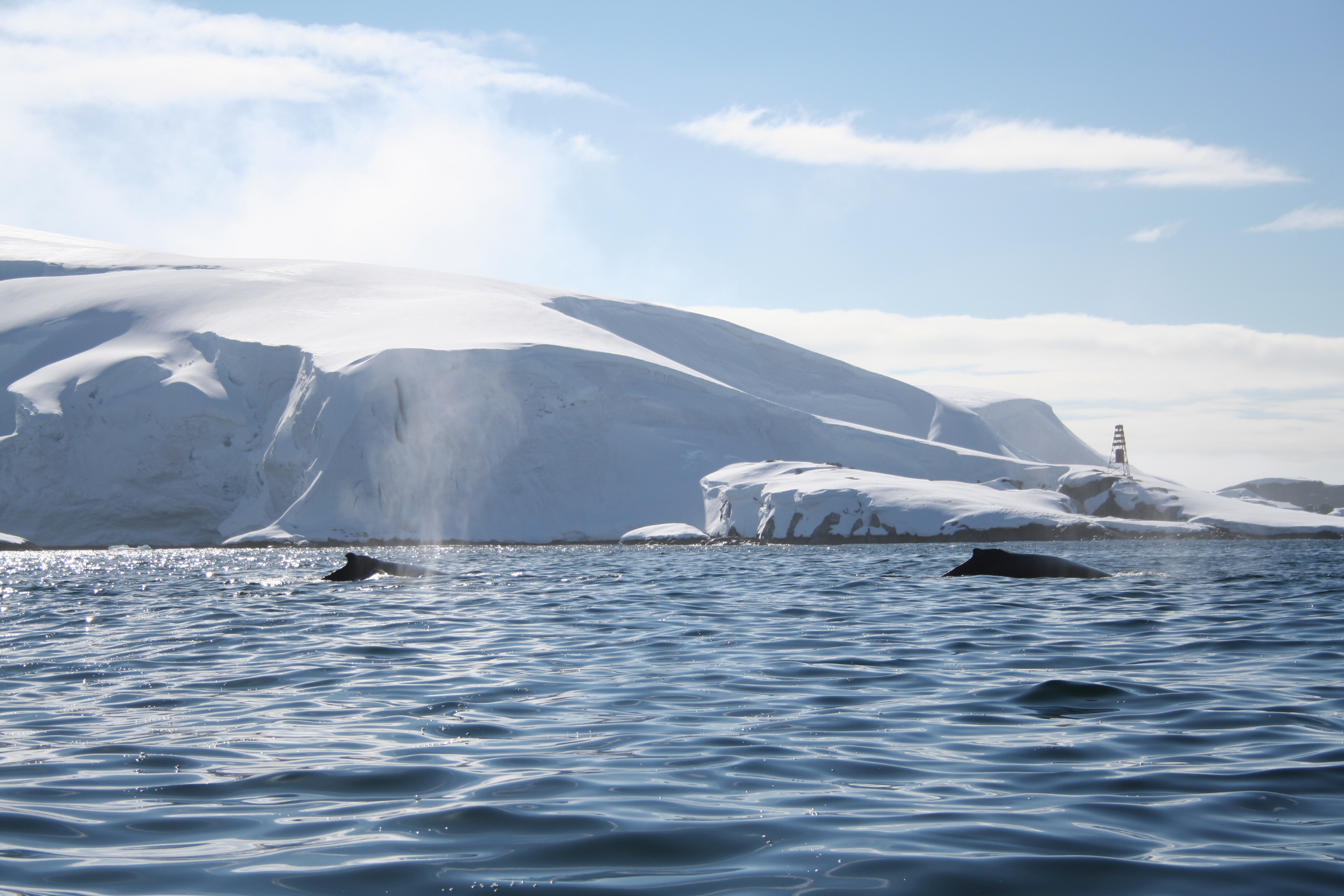 FACTS ABOUT WHALES IN ANTARCTICA visual data 8