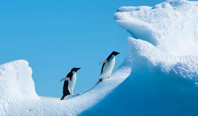 Express Tour of Antarctica