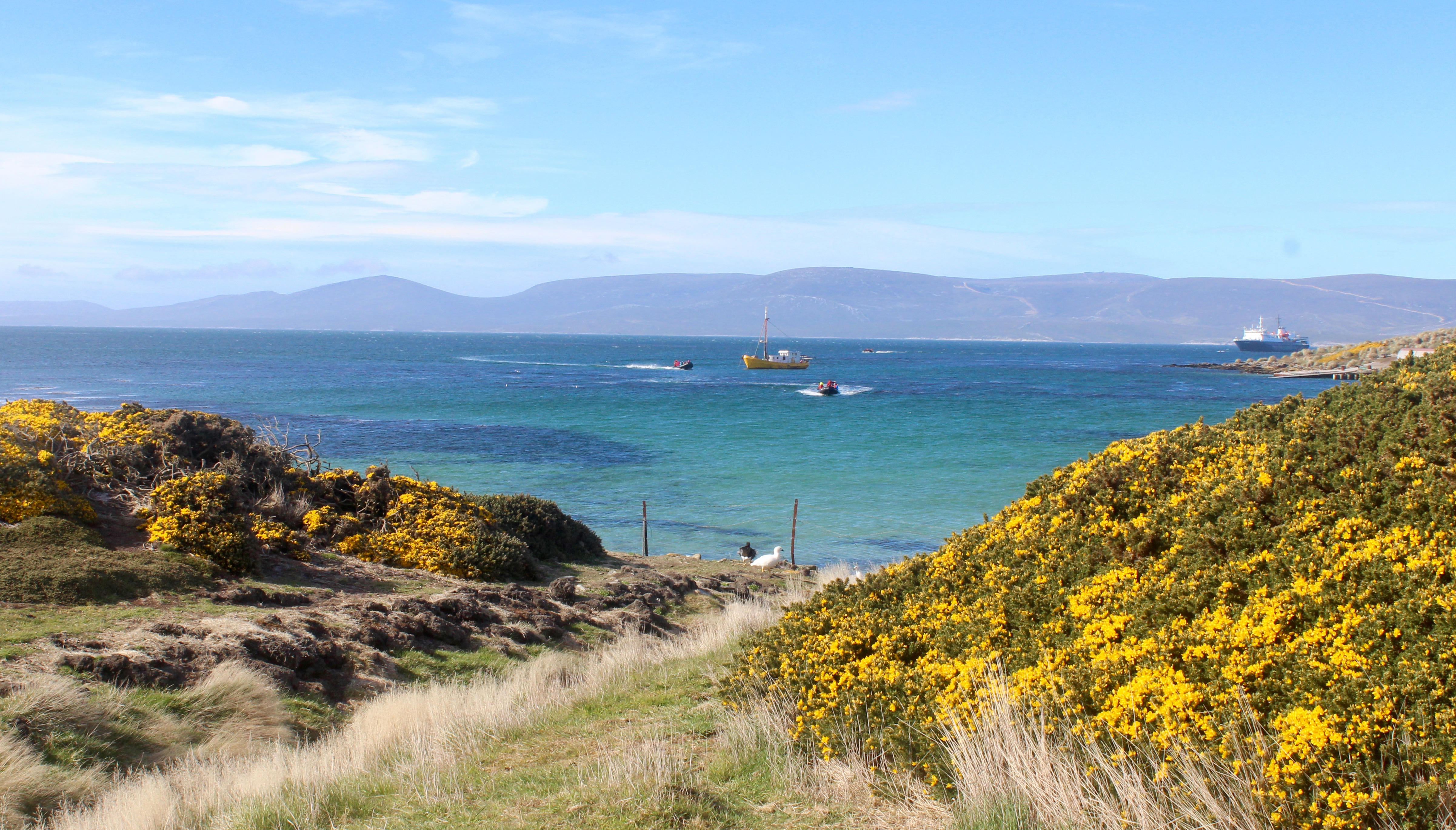 Visit The Falkland Islands Swoop Antarctica