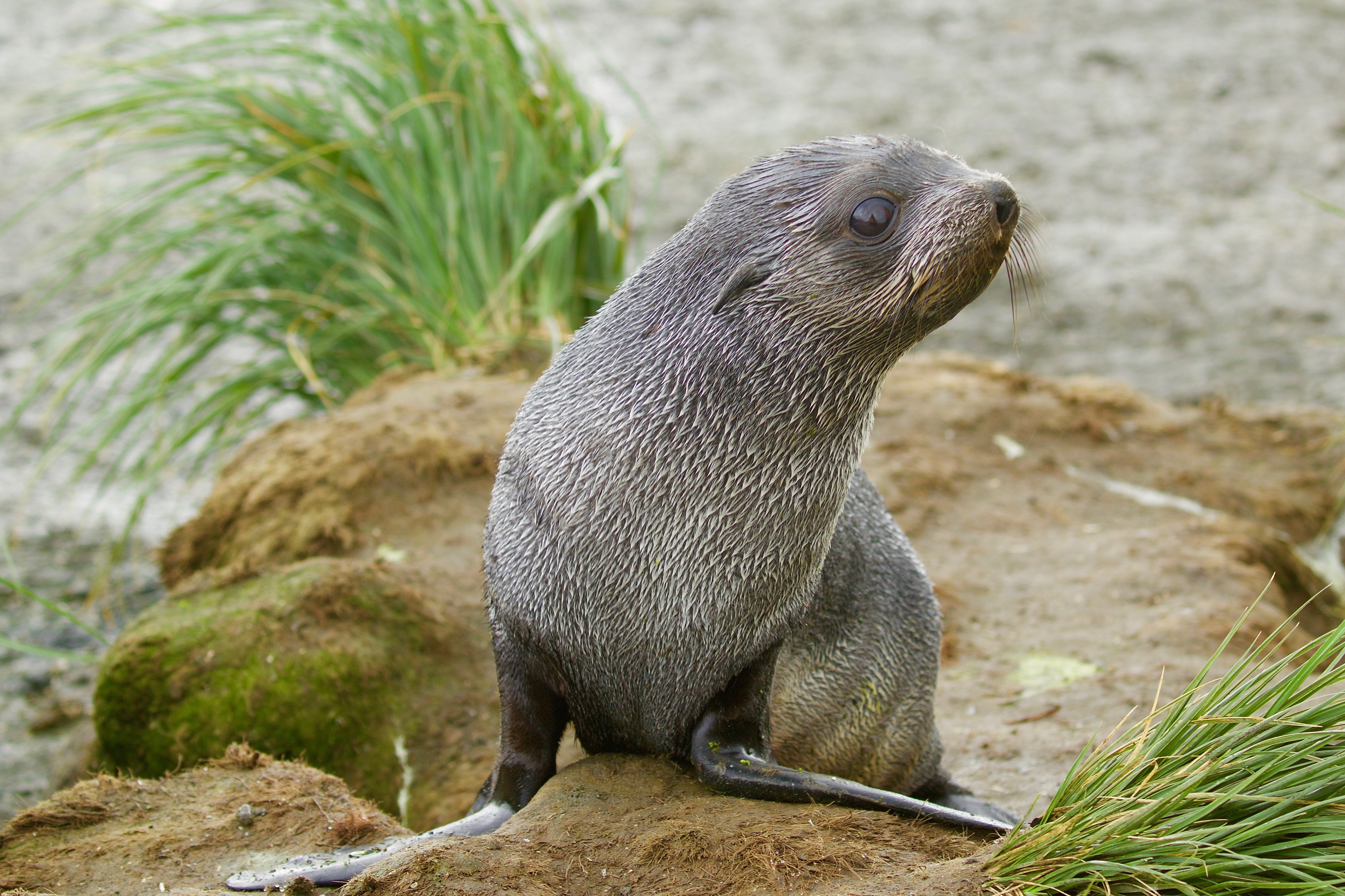 South Georgia Island Wildlife