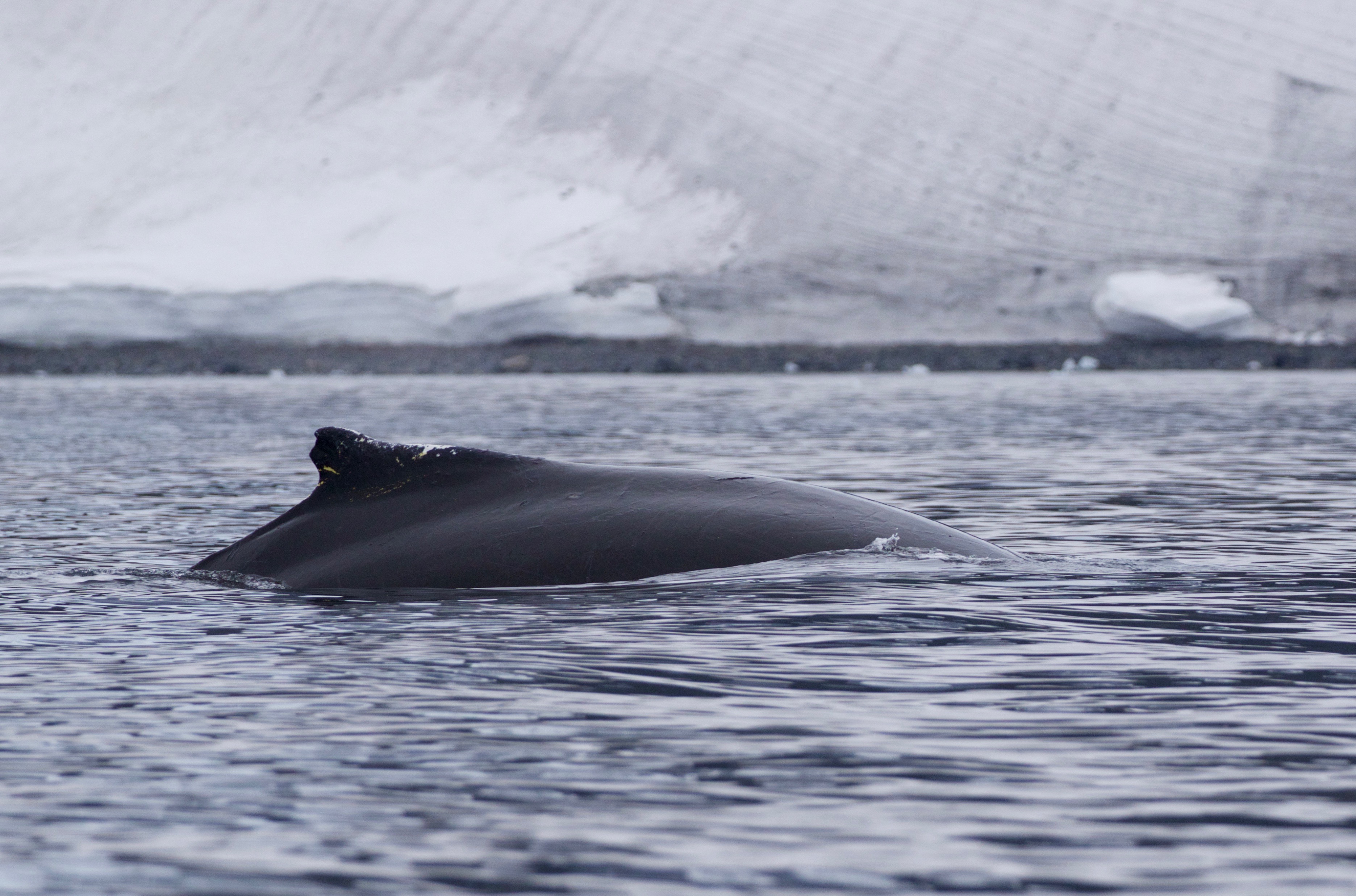 South Georgia Wildlife | Swoop Antarctica