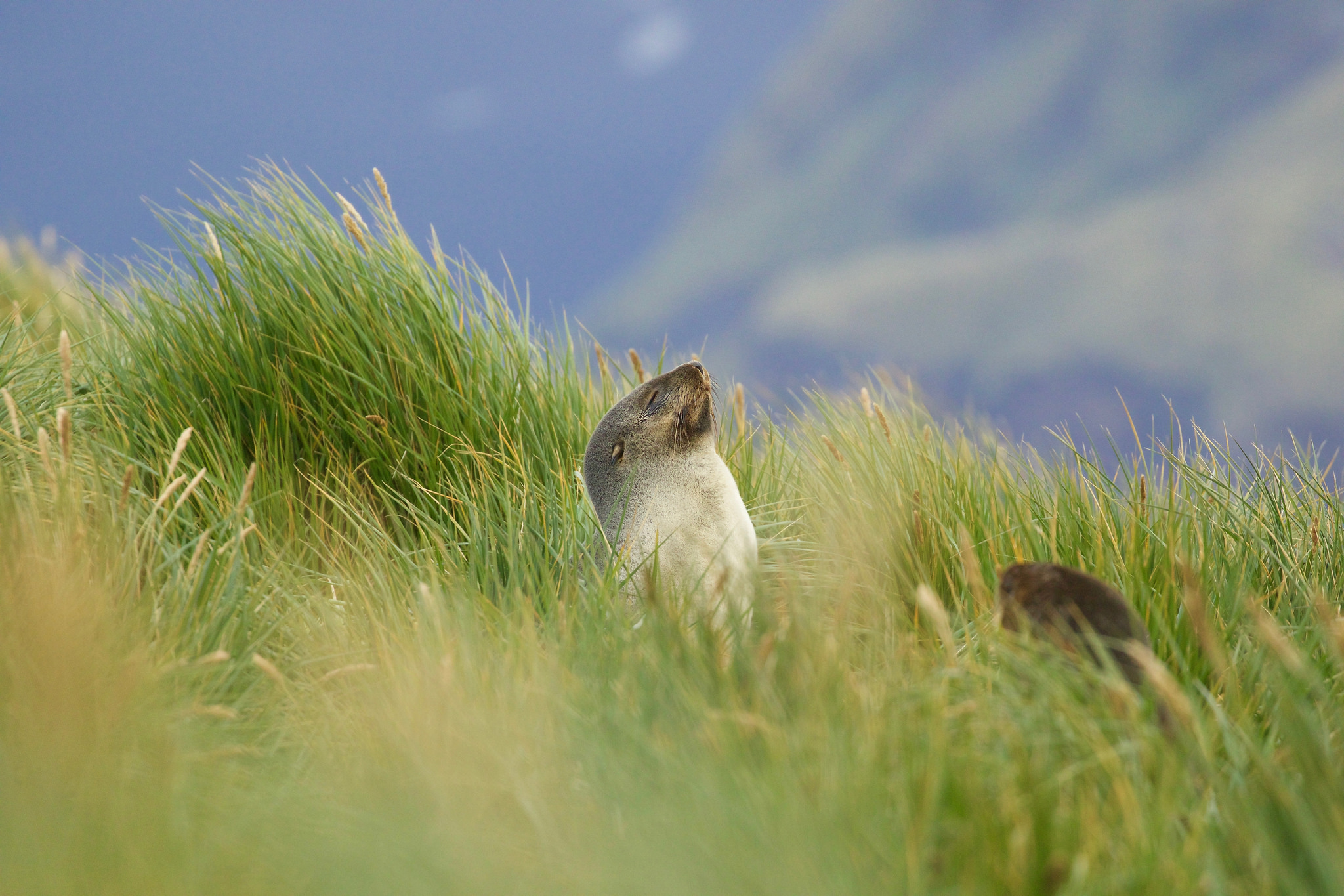 South Georgia Island