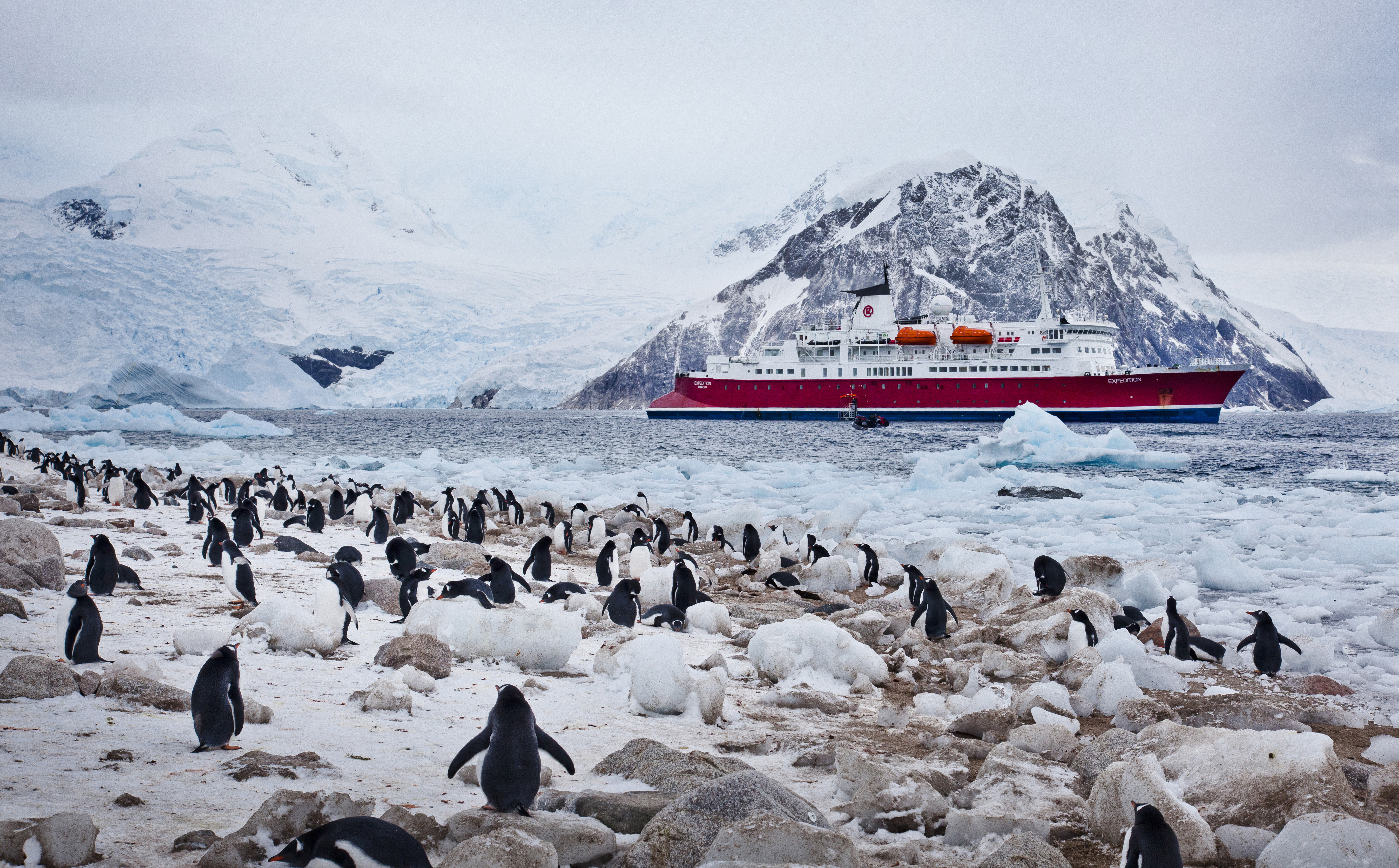 MS Expedition - Ship Reviews & Cabin Guide | Swoop Antarctica