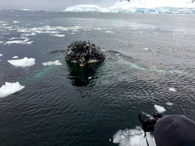 在南极观鲸