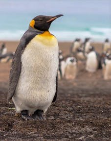 参观福克兰群岛