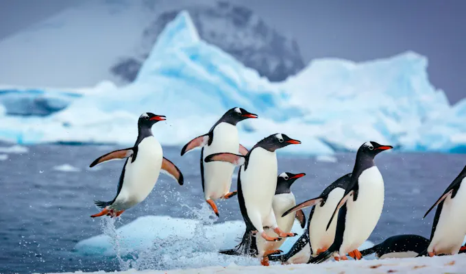 Antarctic Explorer in Style