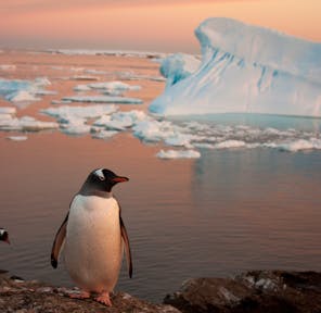 Gentoo Penguin,南极洲 - 飞往南极洲的航班费用