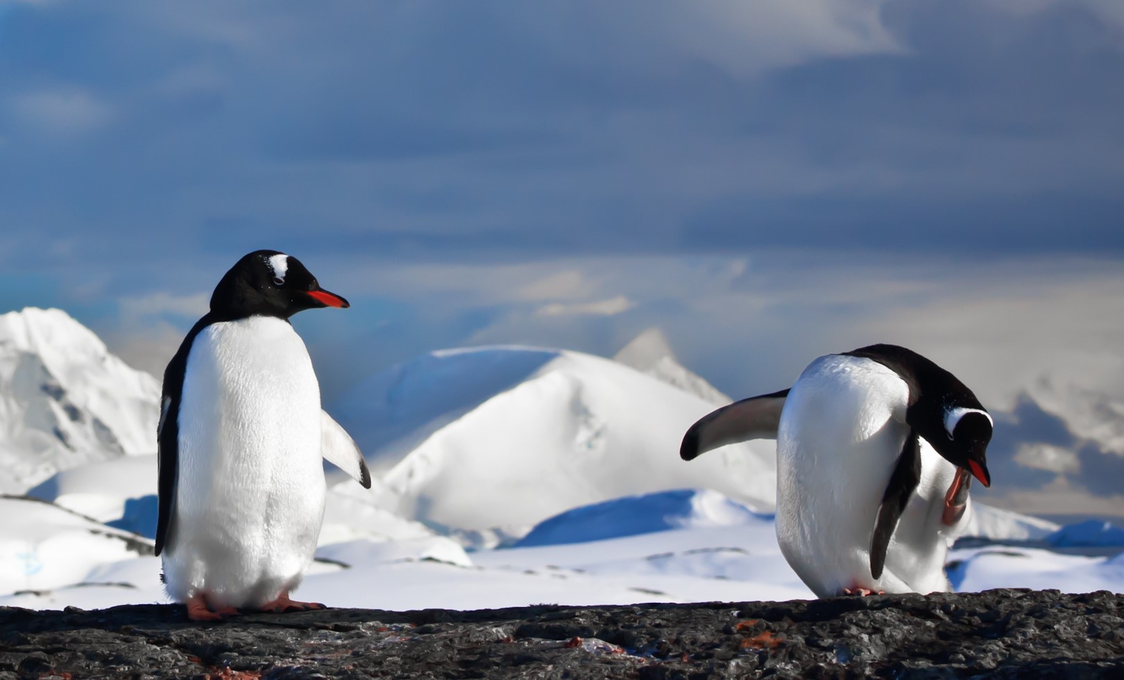 Antarctic Basecamp Adventure