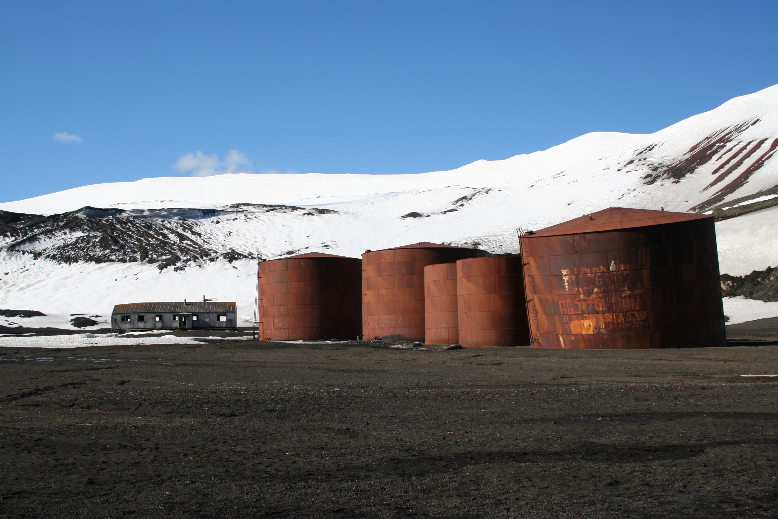 A guide to the whales of Antarctica