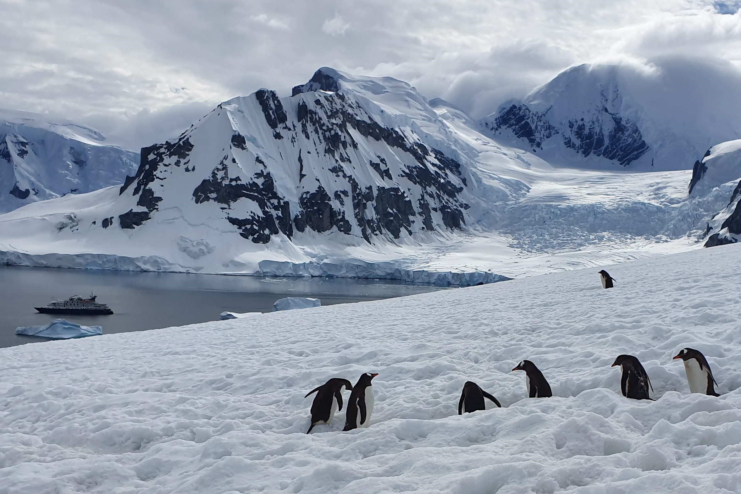 Antarctic Peninsula Cruises | Swoop Antarctica