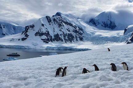 南极洲的巴布亚企鹅