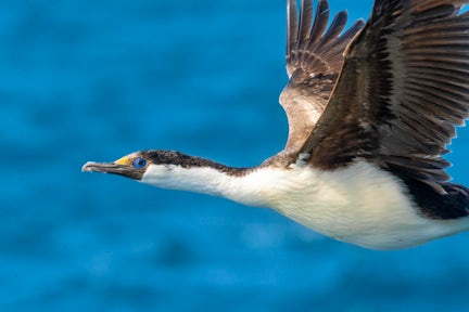 Imperial cormorant in flight off the coast of South Georgia