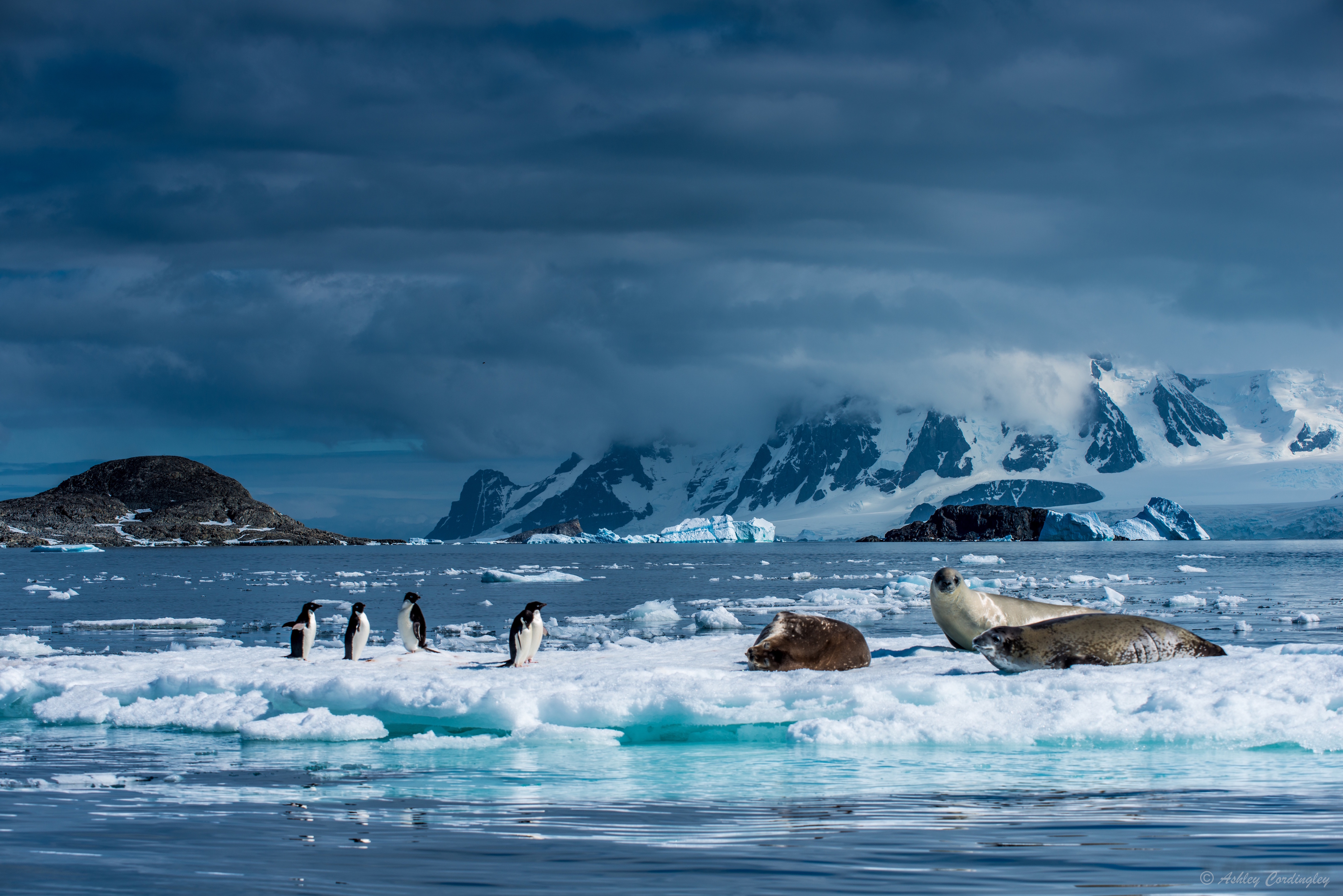 Danco Island | Landmark Information | Swoop Antarctica