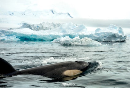 在南极观鲸