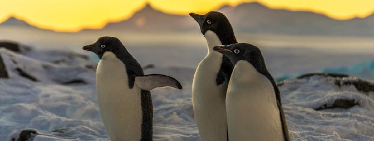 Antarctica Cruises 2022 Swoop Antarctica Penguins 2022-2023 Schedule